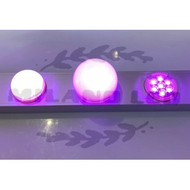 F50 Bulb Point Light 24V